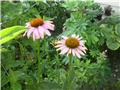 echinacea